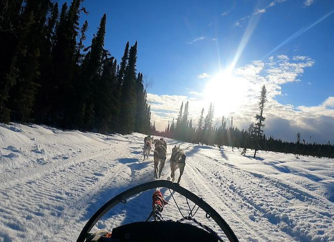 A team of Georgia Tech students participated in the famed Iditarod dog sled race in Alaska in March 2022. They traveled to the Last Frontier to test a dog gait detection device called Wag’d, which they’re developing to detect and reduce injuries in dogs. Working with the drivers and sled dogs proved to be the perfect field research.