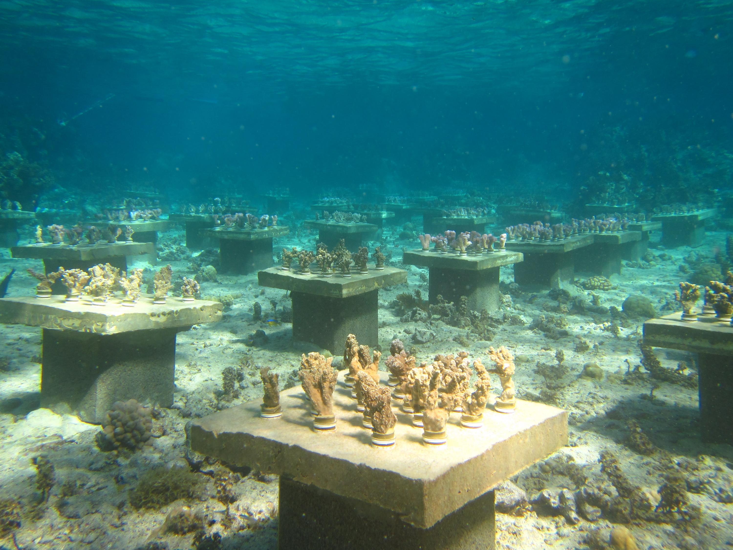 Underwater gardens with lots of coral samples